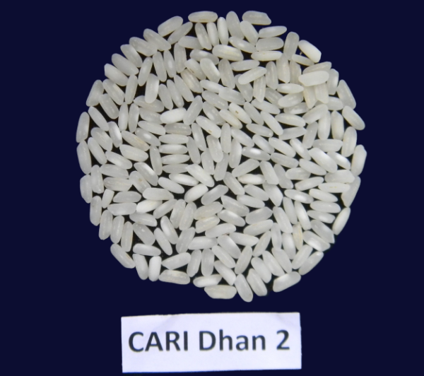 CARI Dhan 2