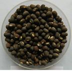 fodder_production_training